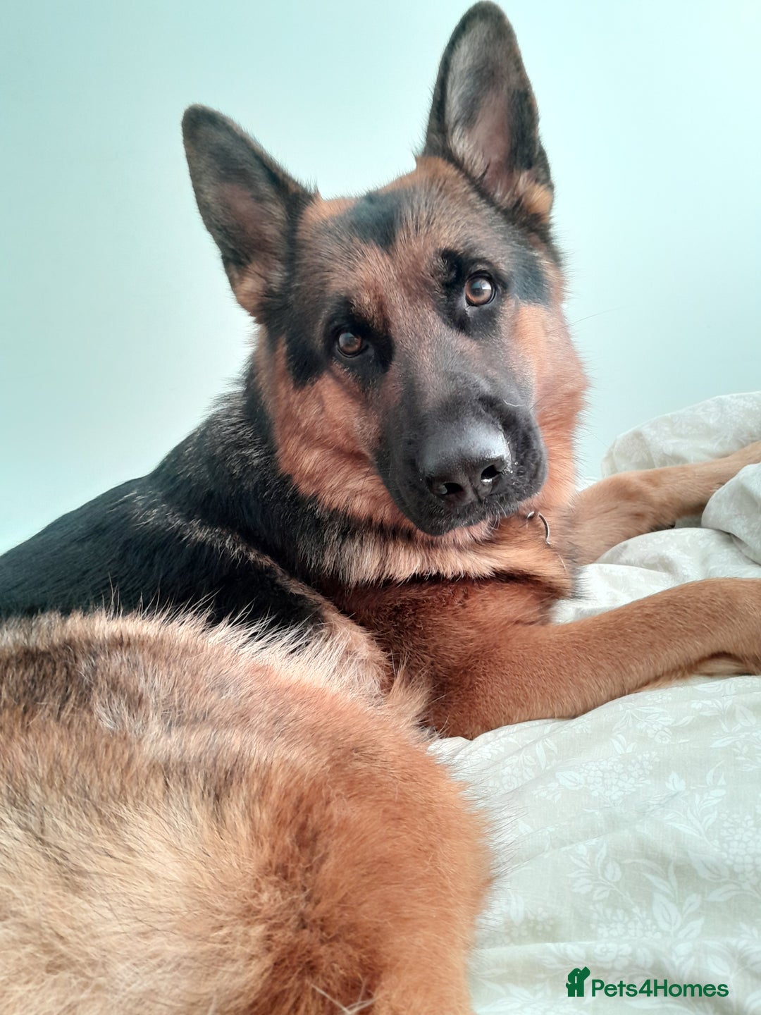 German Shepherd dogs for sale: Indie - Advert 3