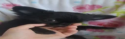 Chihuahua dogs for sale: Meet "Ernesto" last long coat chihuahua puppy - Advert 5