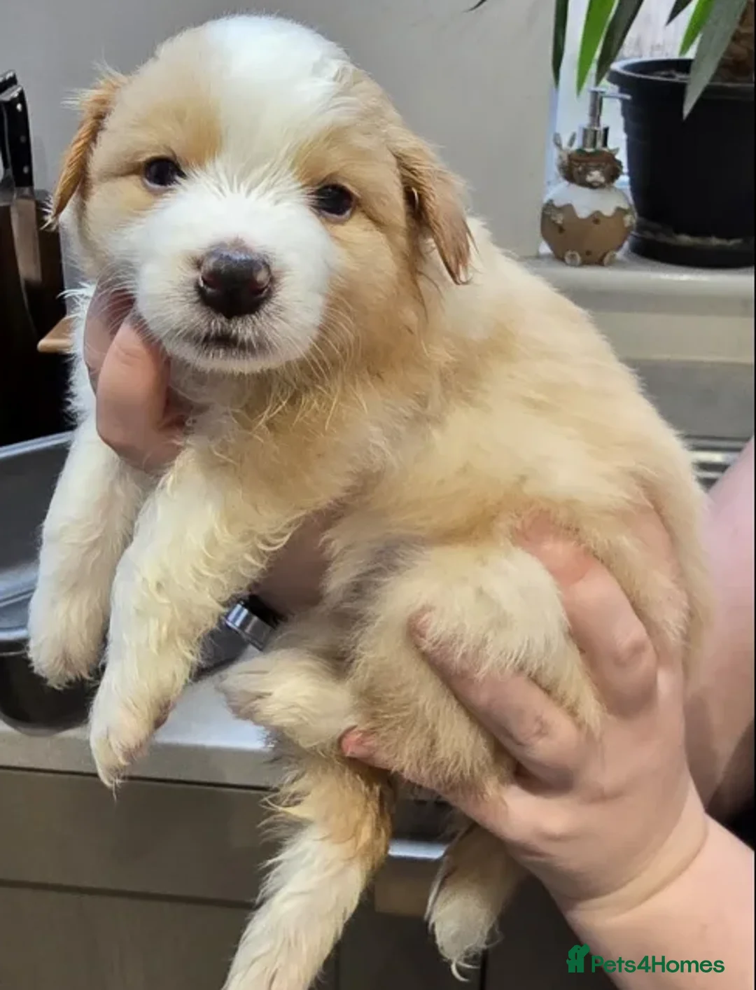 Border Collie dogs for sale: Perfect for Active Homes-Brilliant Border Collies - Advert 13