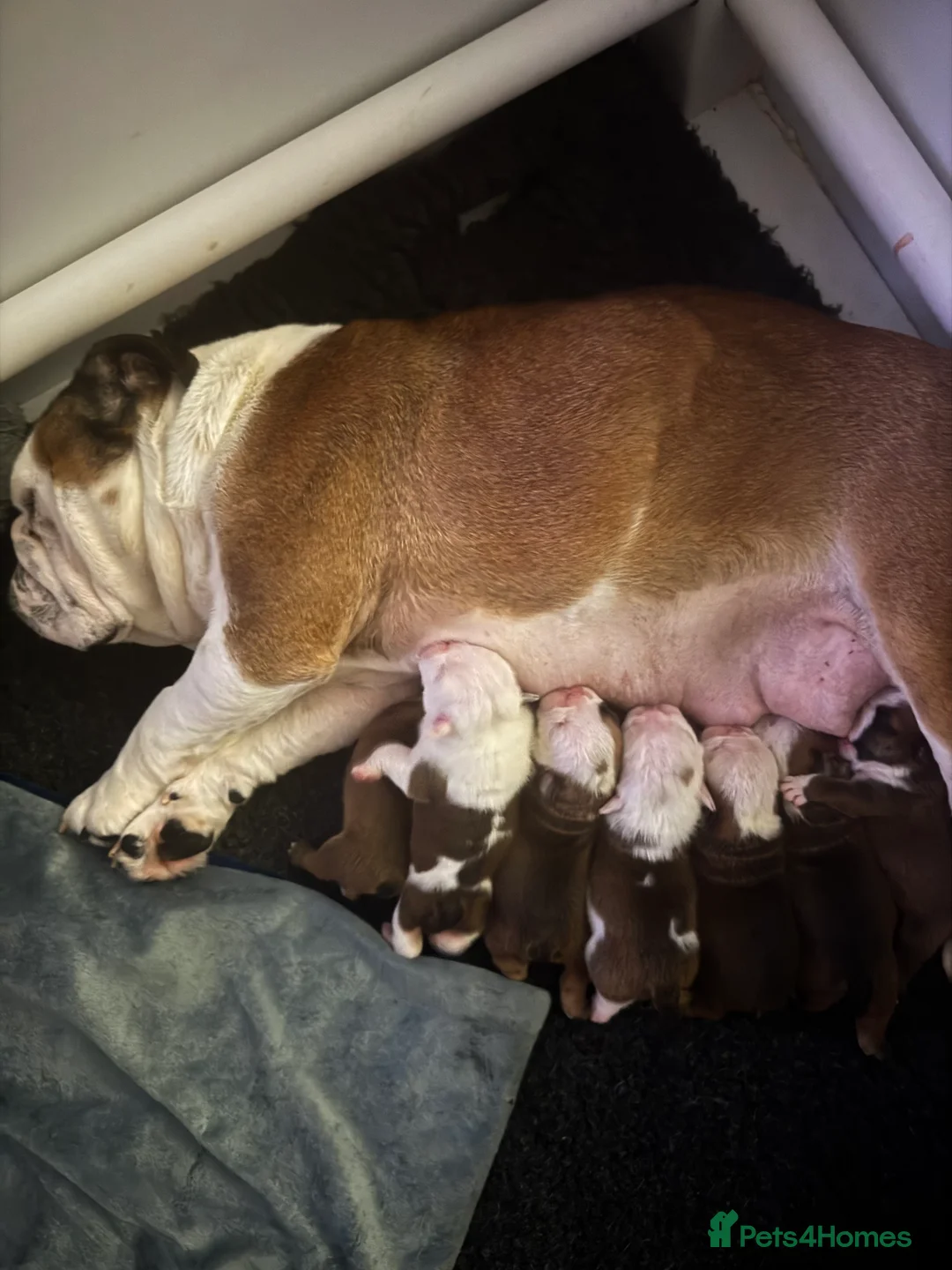 English Bulldog dogs for sale: KC REG Red and White Traditional  Bulldog Puppies  - Advert 1
