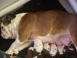 English Bulldog dogs KC REG Red and White Traditional Bulldog Puppies - Advert 1