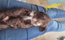 Cocker Spaniel dogs for sale: Working cocker spaniel puppies - Advert 5
