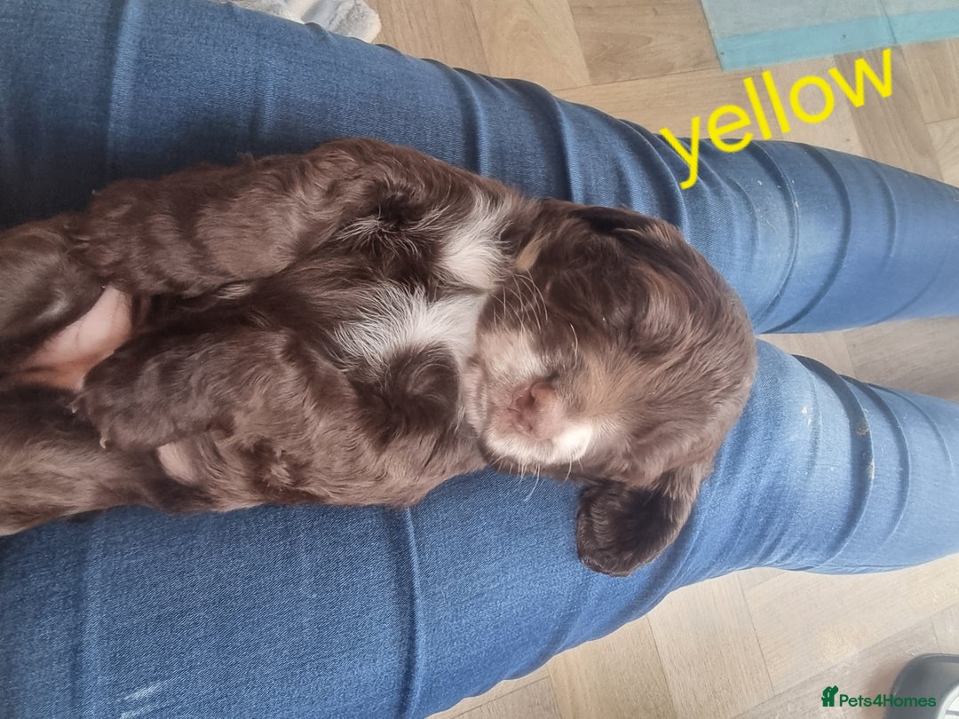 Cocker Spaniel dogs for sale: Working cocker spaniel puppies - Advert 5
