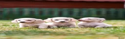 Miniature Dachshund dogs for sale: Miniature dachshunds male and female  - Advert 6