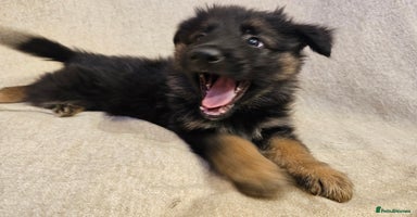 German Shepherd dogs - Advert 2