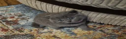 British Shorthair cats for sale: 5 British Shorthair kittens  - Advert 9