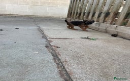 Border Terrier dogs for sale: Border terrier puppy’s  - Image 10