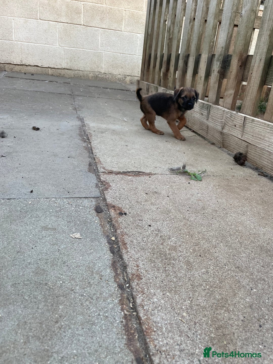 Border Terrier dogs for sale: Border terrier puppy’s  - Image 10