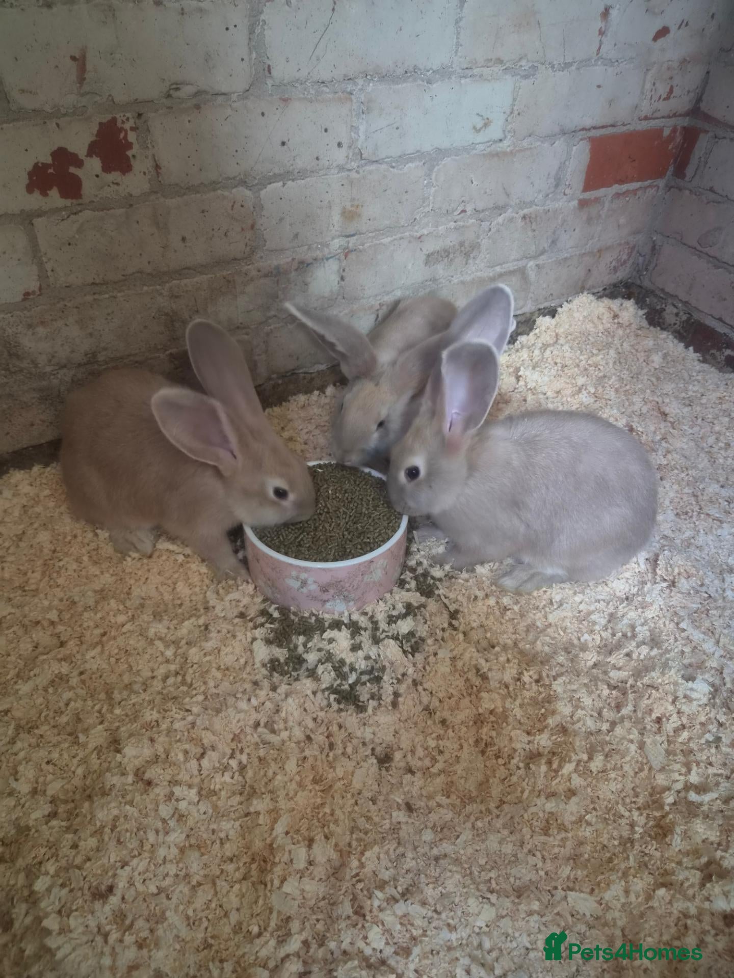 Continental Giant rabbits for sale: Stunning Giant Continental Bunnies - Advert 1