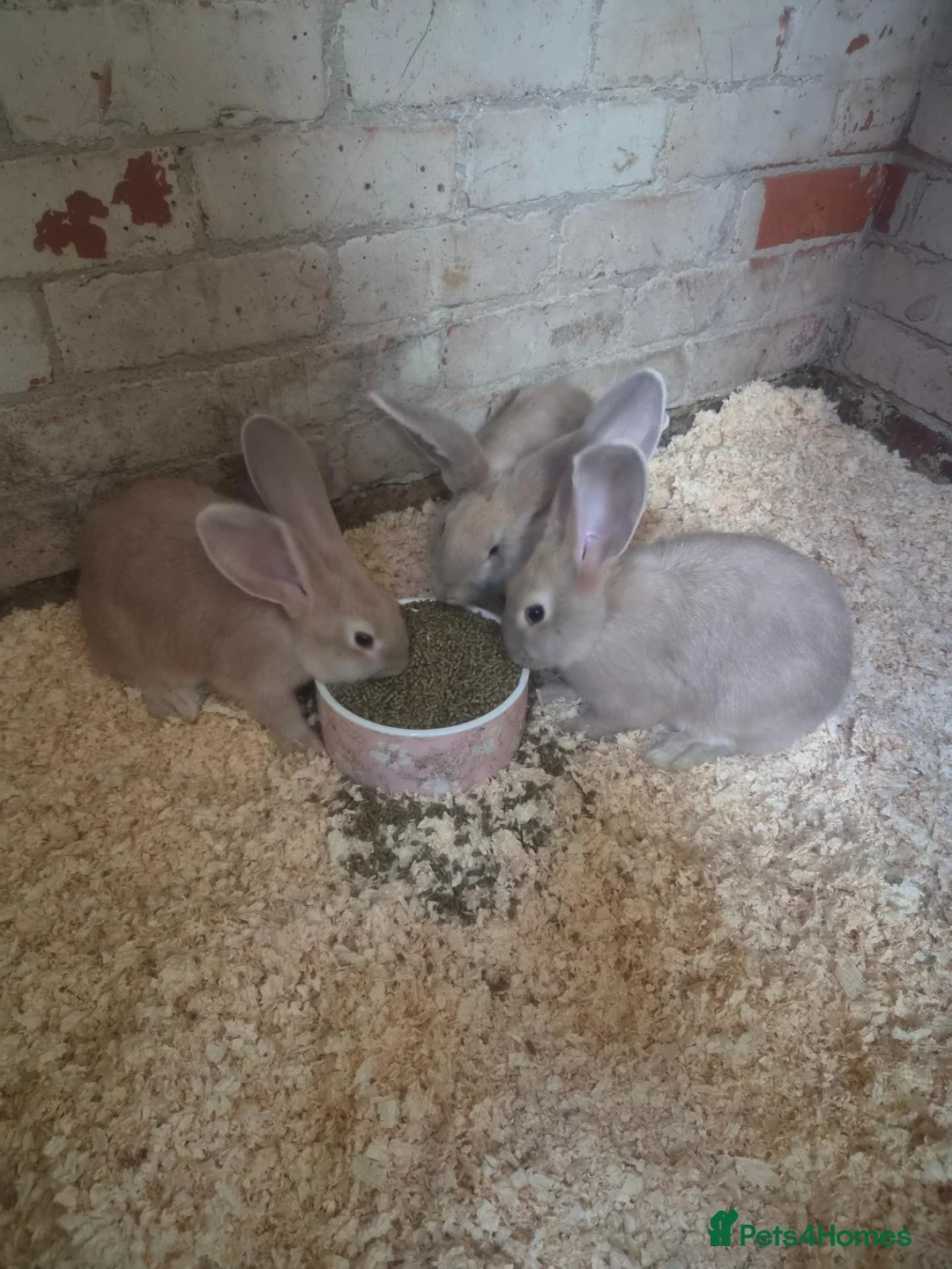 Continental Giant rabbits for sale: Stunning Giant Continental Bunnies - Advert 1