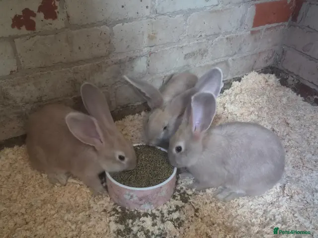 Continental Giant rabbits for sale: Stunning Giant Continental Bunnies - Advert 1
