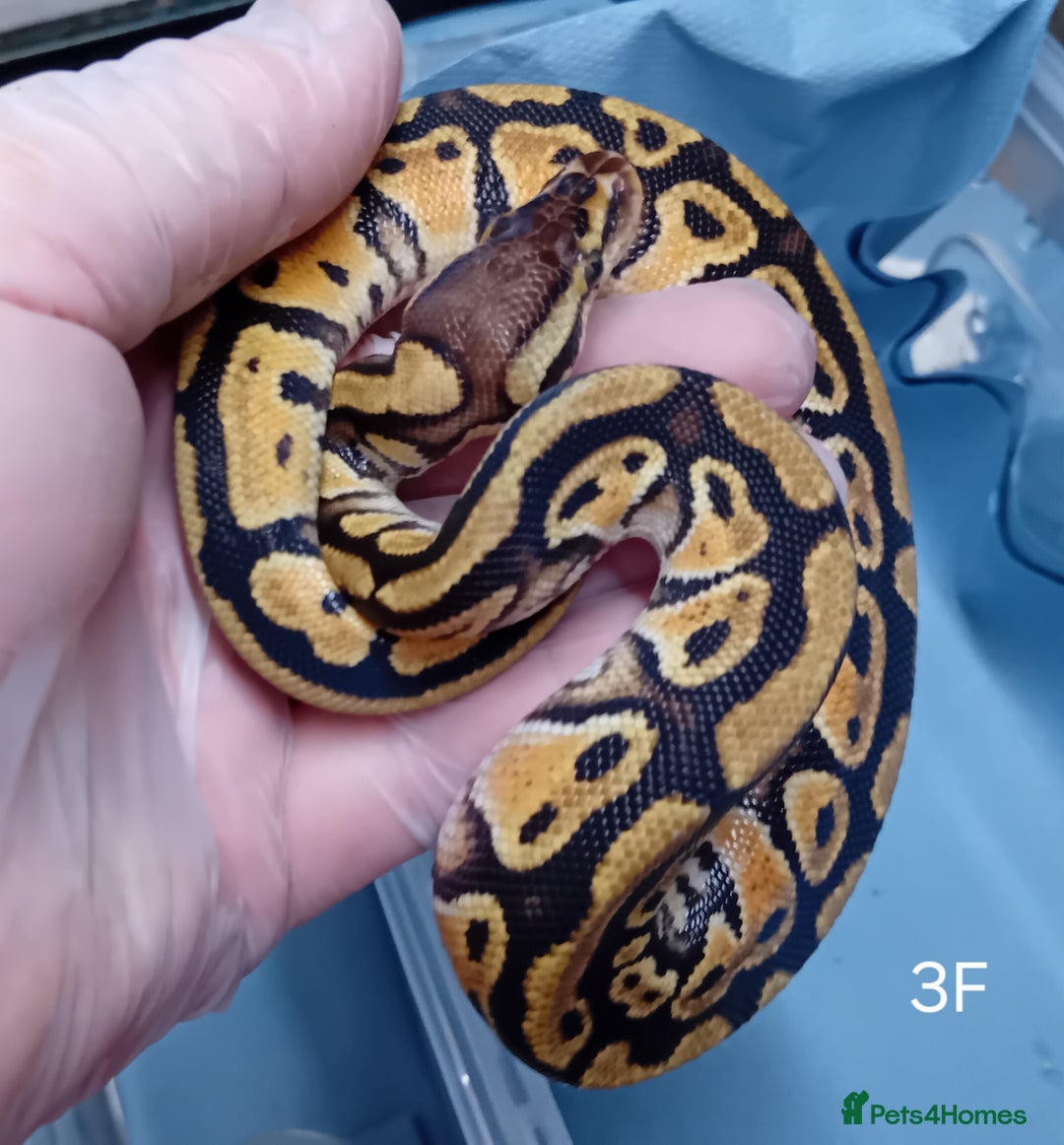 Python Snake reptiles for sale: Hatchling Royal Python's Females - Advert 6