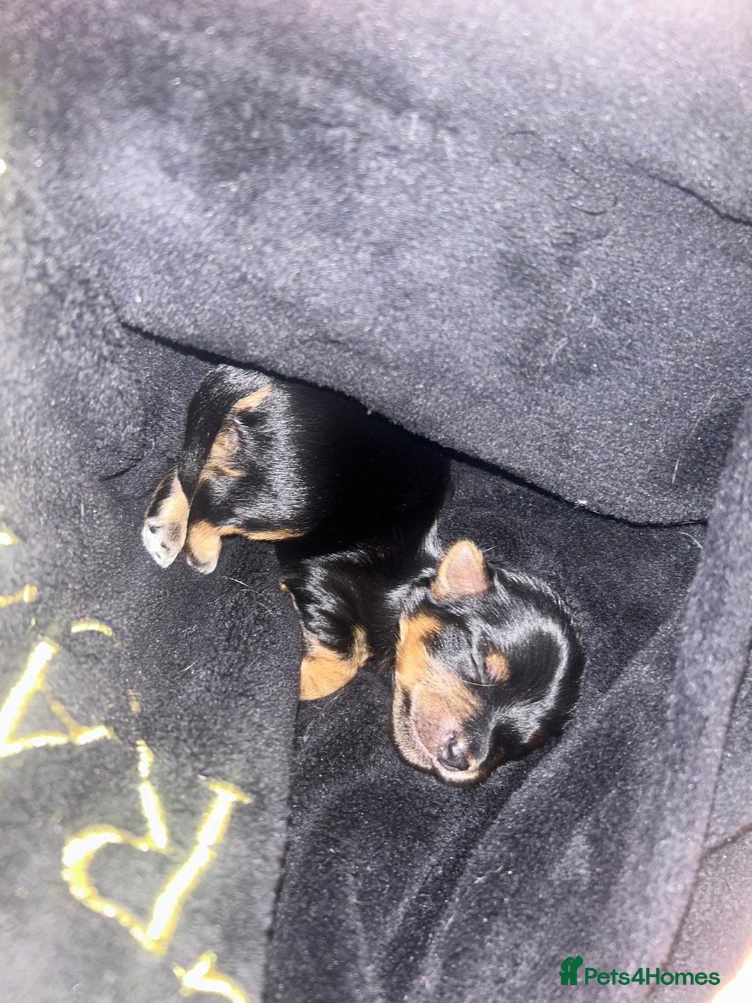 Yorkshire Terrier dogs for sale: Yorkshire terrier  - Advert 19