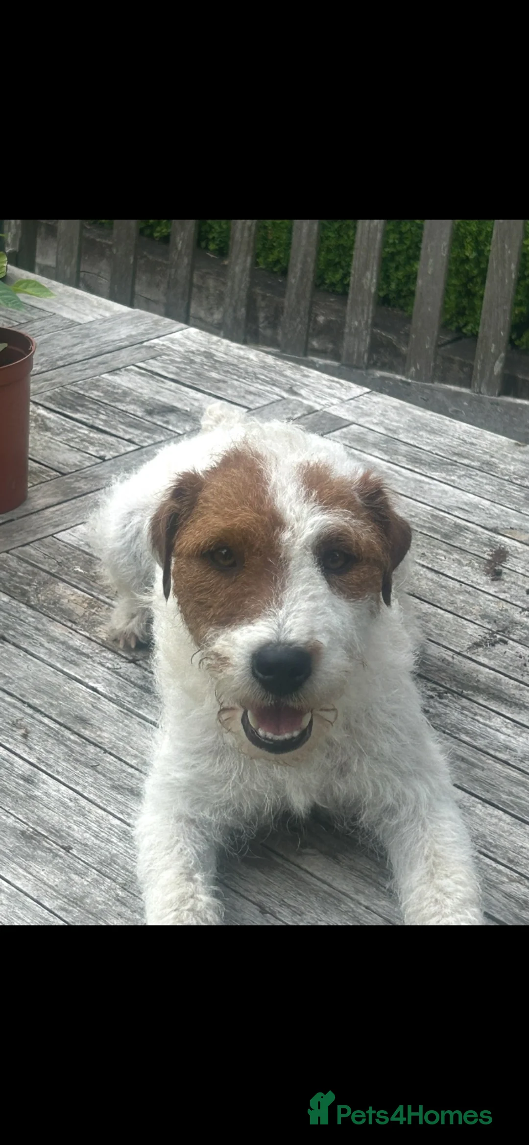 Parson Russell dogs for sale: Parson Russell Bitch pup for sale - Advert 7