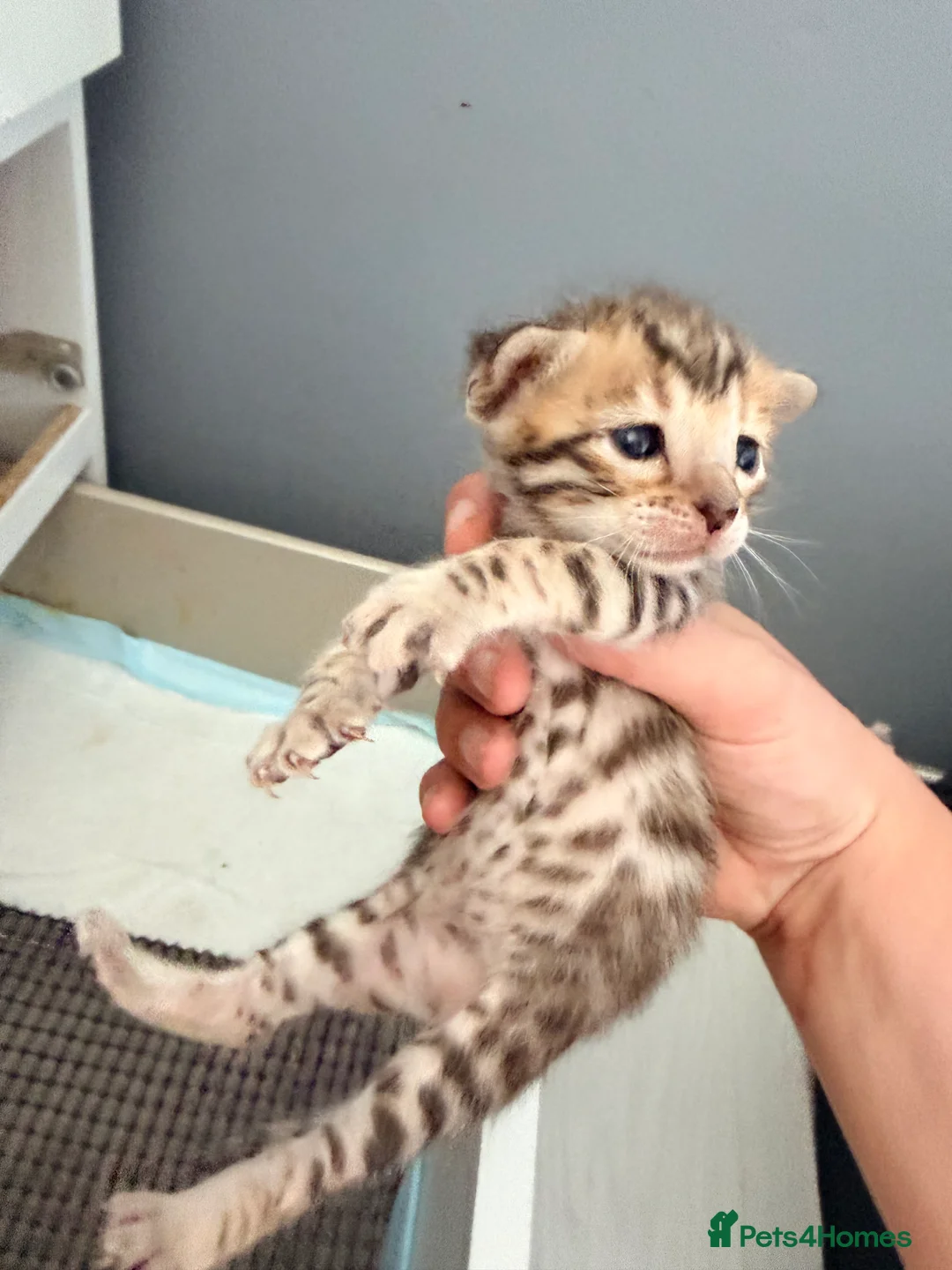 Mixed Breed cats for sale: Beautiful seal mink colour bengal kittens  - Advert 2