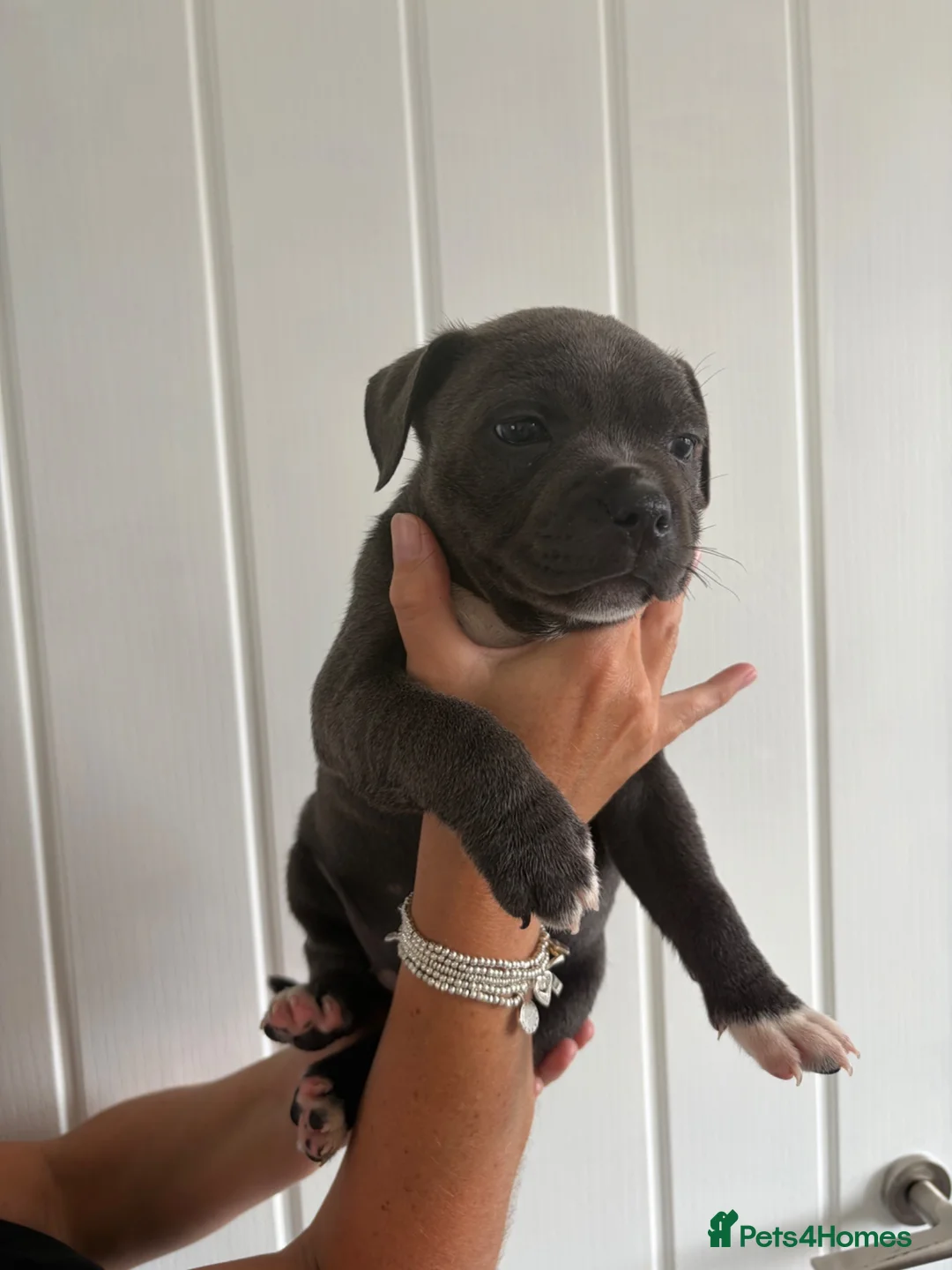 Staffordshire Bull Terrier dogs for sale: 💙ONE STUNNING BOY LEFT Blue KCreg  💙 - Advert 2