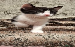 Ragdoll cats for sale: 3 Male Kittens Ragdoll X Turkish Angora  - Image 13