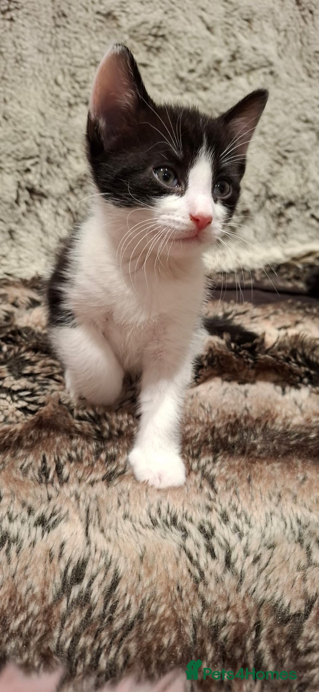 Ragdoll cats for sale: 3 Male Kittens Ragdoll X Turkish Angora  - Image 13