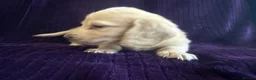 Miniature Dachshund dogs for sale: LAST ONE Long coat Cream miniature dachshund - Advert 25