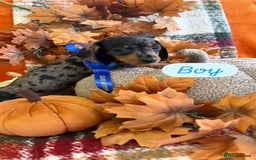 Dachshund dogs for sale: Beautiful dachshund puppies  - Image 9