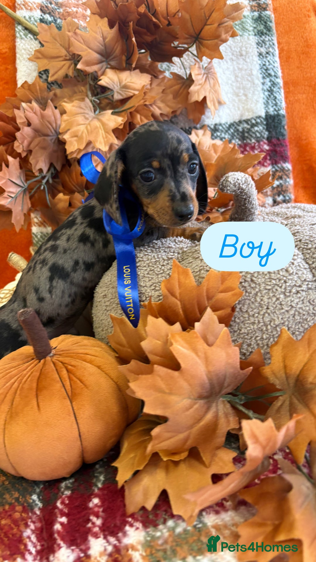 Dachshund dogs for sale: Beautiful dachshund puppies  - Image 9