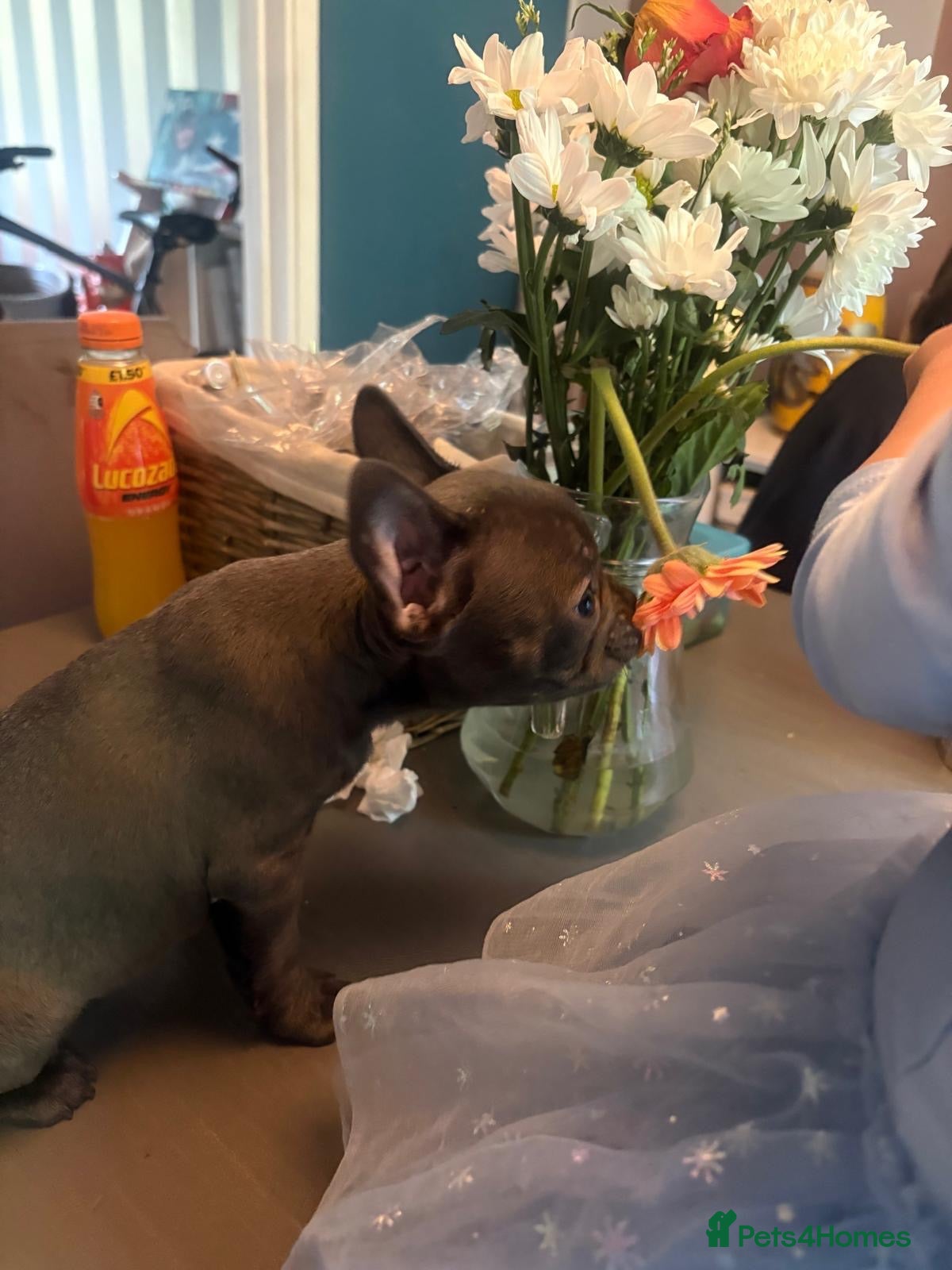 French Bulldog dogs Last Pup looking for forever home - Advert 4
