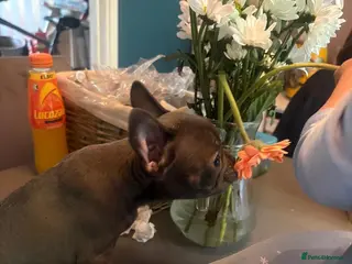 French Bulldog dogs Last Pup looking for forever home - Advert 4