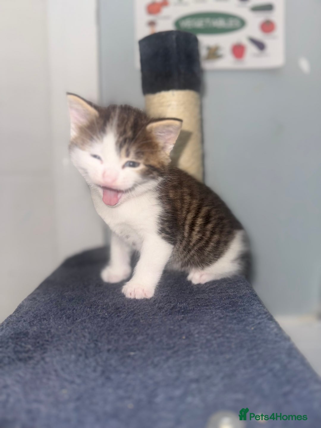 Mixed Breed cats for sale: MIXED TABBY - Image 3