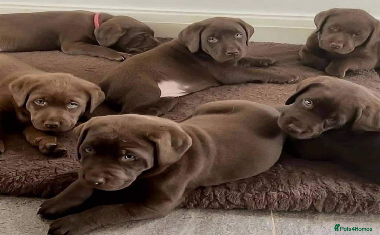 Labrador Retriever dogs - Advert 3