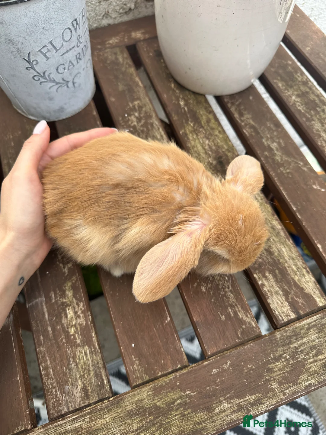 Mini Lop rabbits for sale: Beautiful mini lop boy available now  - Advert 2