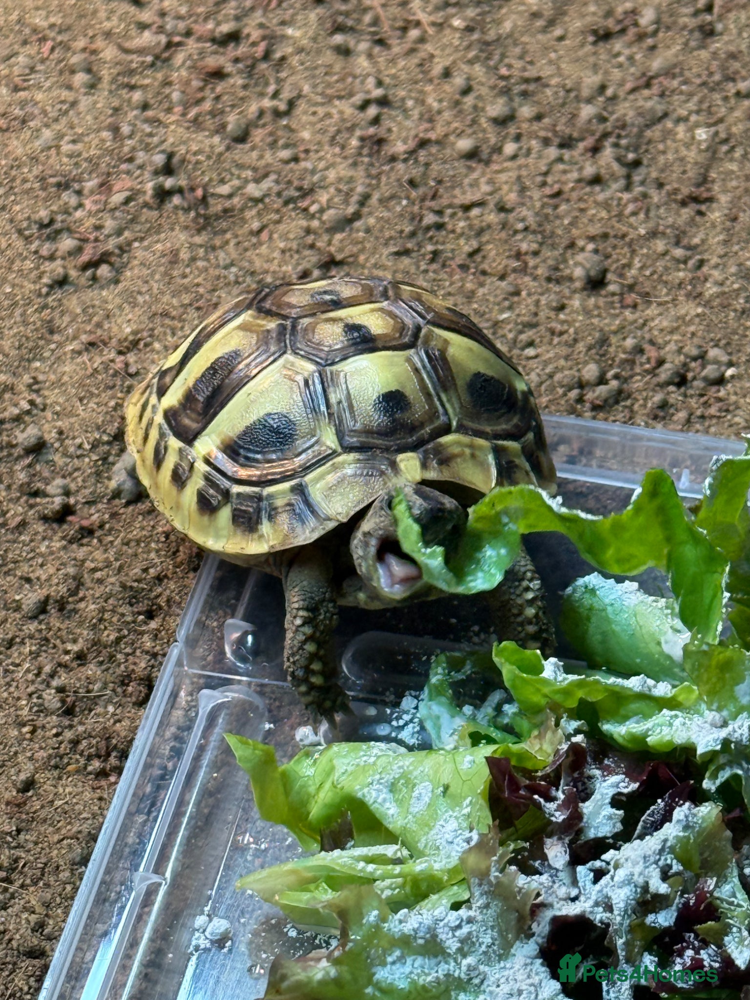 Hermann Tortoise reptiles Baby hermann tortoise with full set up - Advert 16