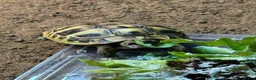 Hermann Tortoise reptiles for sale: Baby hermann tortoise with full set up in Paisley - Advert 1