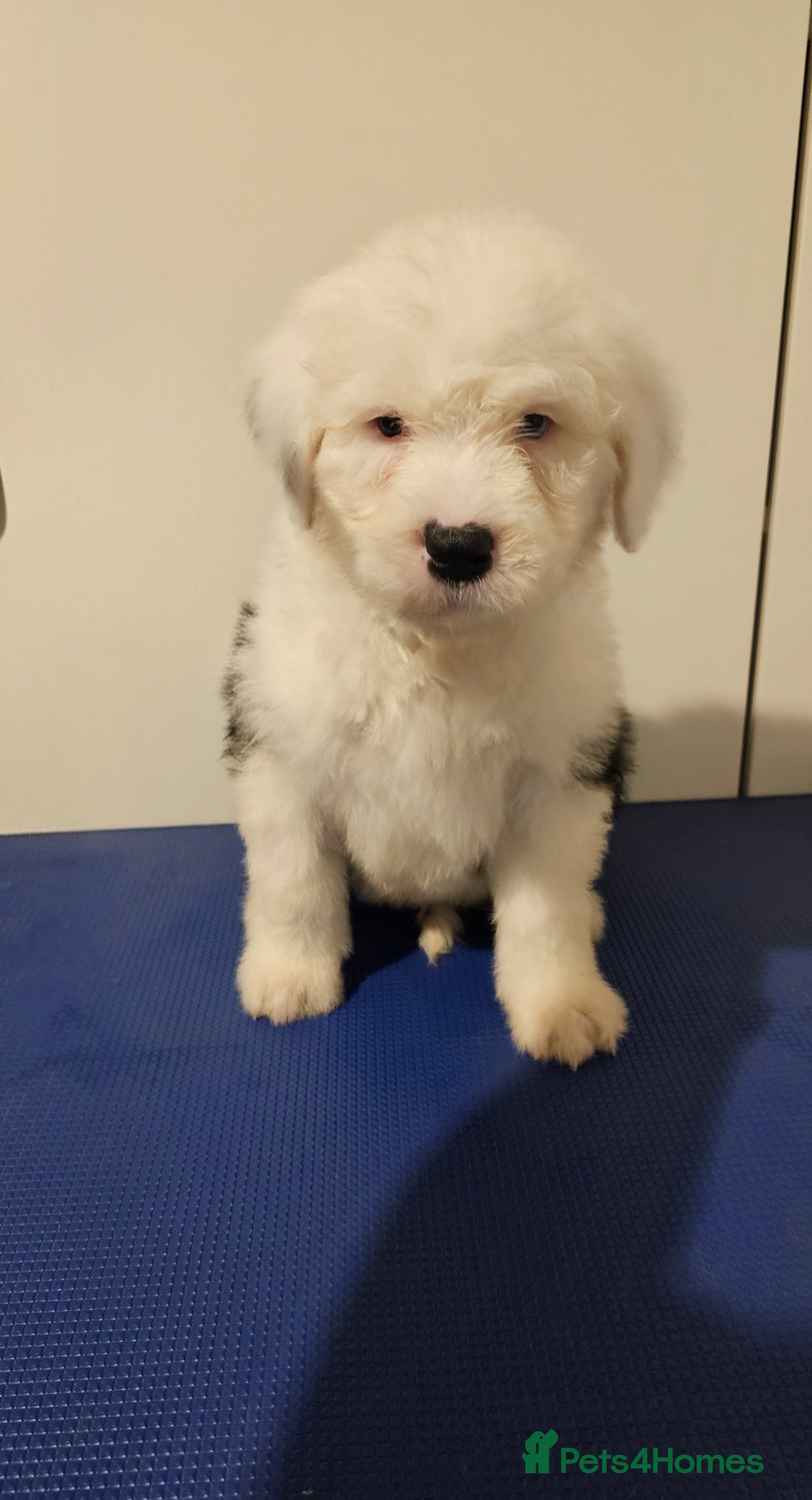 Old English Sheepdog dogs KC Old English Sheepdog PUPPIES - Advert 1