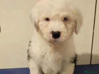 Old English Sheepdog dogs KC Old English Sheepdog PUPPIES - Advert 2