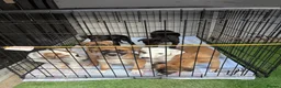 Mixed Breed dogs for sale: Lurcher Pups - Advert 11