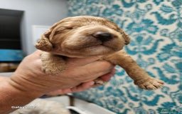 Cockapoo dogs for sale: FULLY HEALTH TESTED FOX RED MINIATURE COCKAPOOS - Image 5