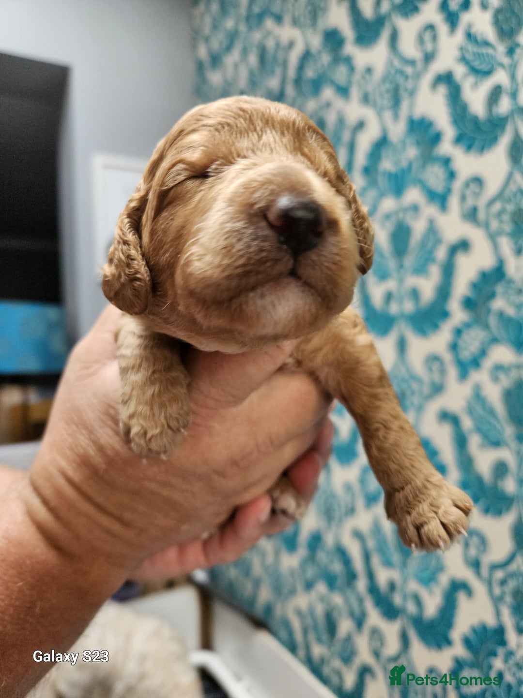 Cockapoo dogs for sale: FULLY HEALTH TESTED FOX RED MINIATURE COCKAPOOS - Image 5