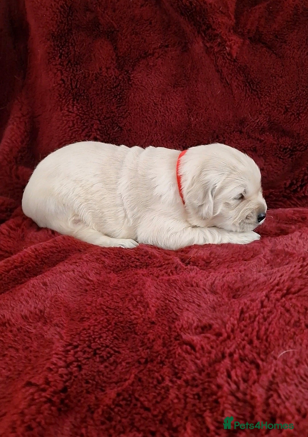 Golden Retriever dogs for sale: KC Registered Golden Retriever Puppies - Advert 6