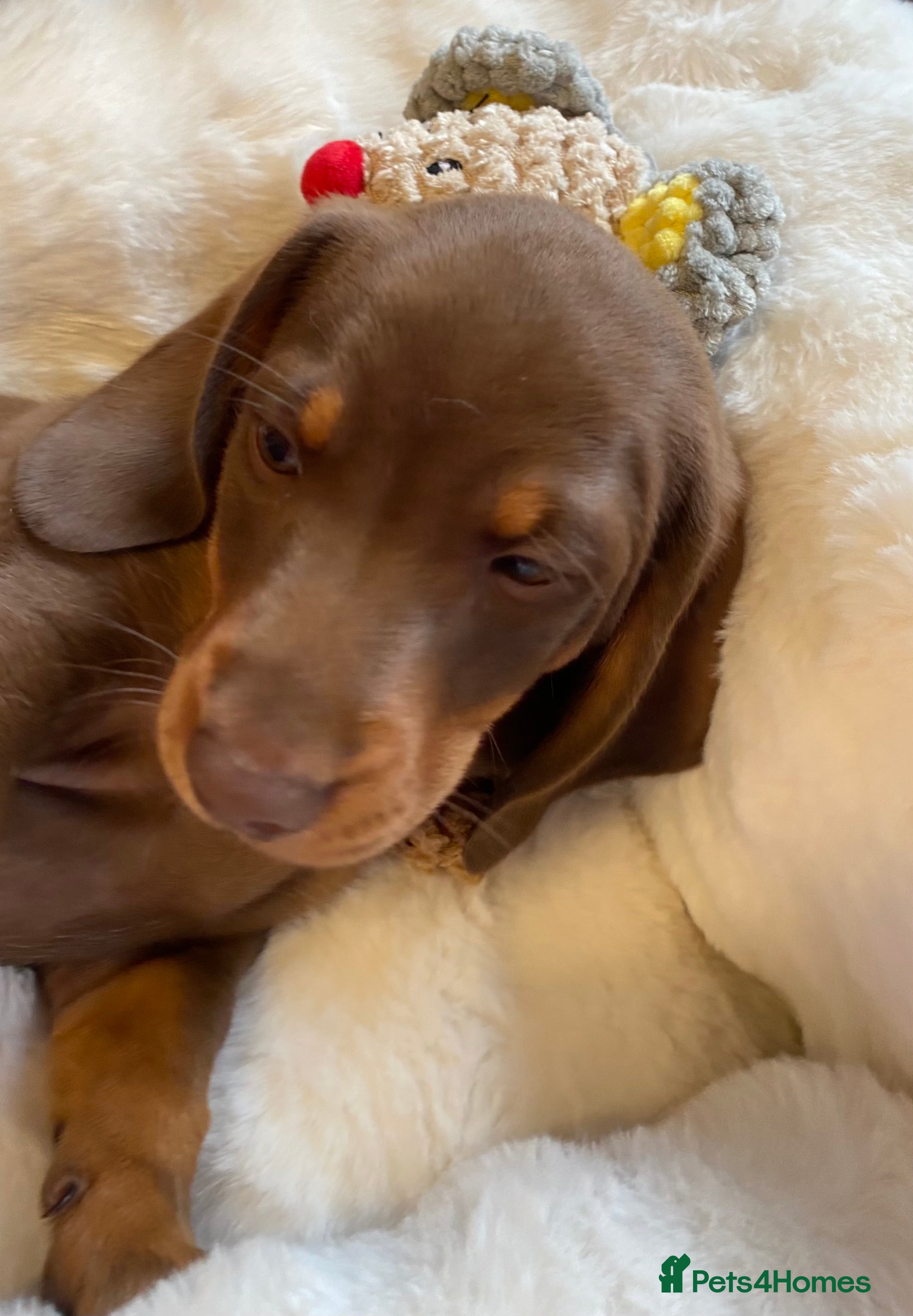Miniature Dachshund dogs Miniature dachshund  - Advert 2