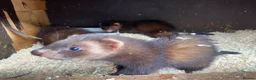 English rabbits for sale: Eu ferrets - Advert 1