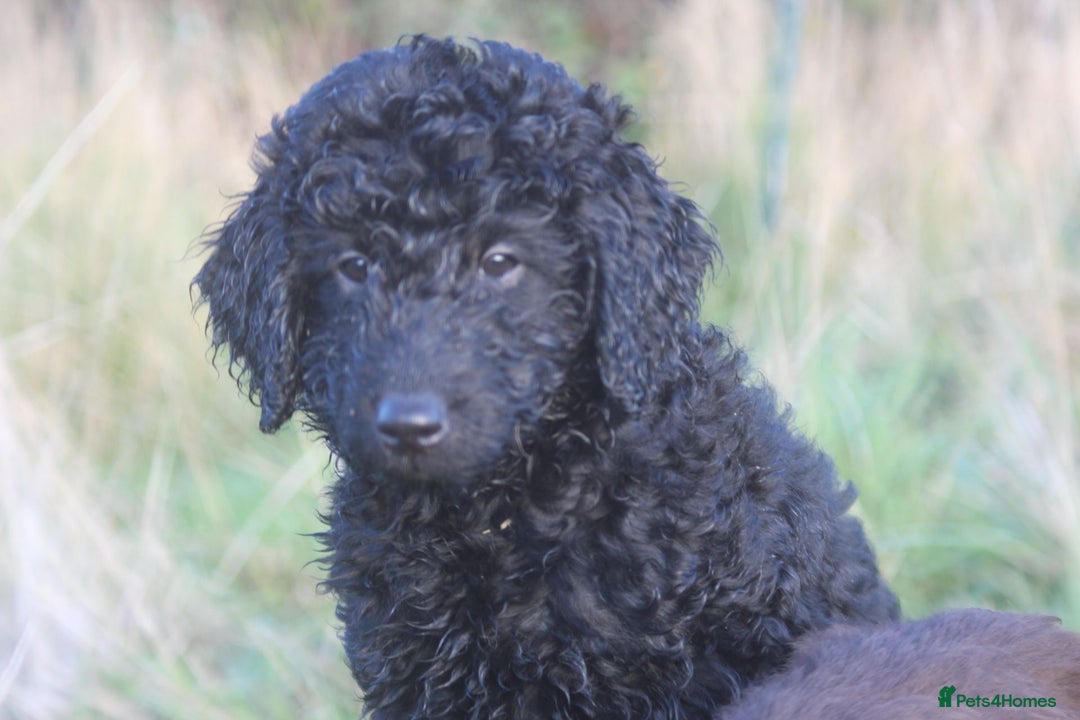 Australian Labradoodle dogs for sale: Health Tested ✔️ BOTH✔️ Parents HIP& ELBOW scored - Advert 25