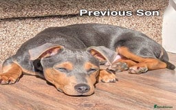 Jack Russell dogs for sale: Pure Jack russell puppies. Ultra-Rare colored.  - Advert 24