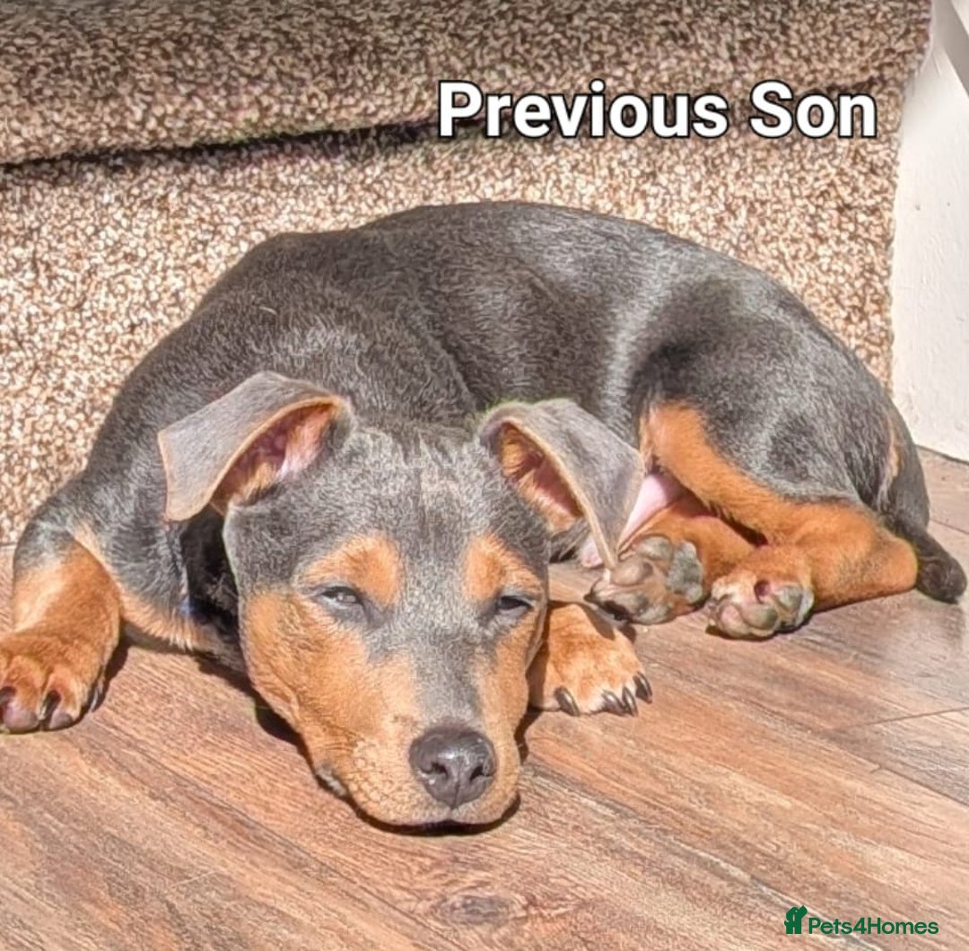 Jack Russell dogs for sale: Pure Jack russell puppies. Ultra-Rare colored.  - Advert 24