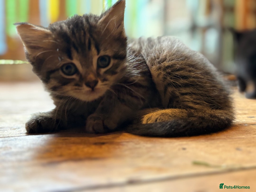 British Shorthair cats for sale: Friendly and beautiful kittens - ready now  - Image 19