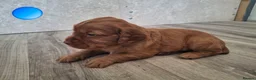 Cocker Spaniel dogs for sale: 4 Red Working Cocker Spaniel Boys - Advert 22