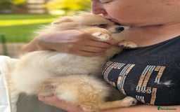 Pomeranian dogs for sale: Poms  - Image 5