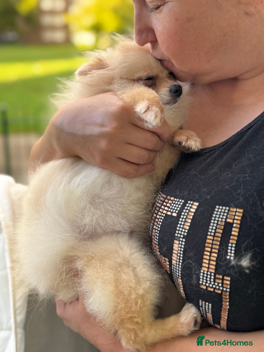 Pomeranian dogs for sale: Poms  - Image 5