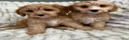 Cavapoo dogs for sale: EXTENSIVELY HEALTH TESTED F1 CAVAPOO BABIES  - Advert 1