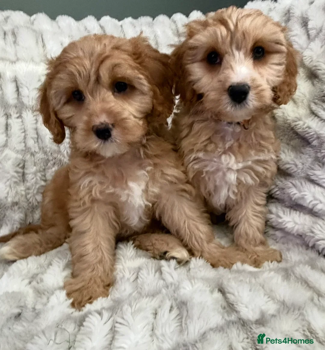 Cavapoo dogs for sale: EXTENSIVELY HEALTH TESTED F1 CAVAPOO BABIES  - Advert 1