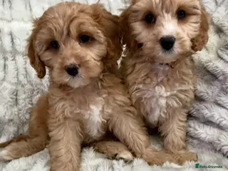 Cavapoo dogs for sale: EXTENSIVELY HEALTH TESTED F1 CAVAPOO BABIES - Advert 1
